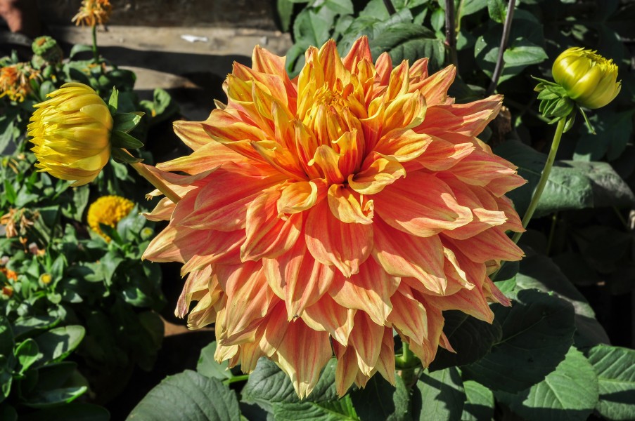 Dahlia 16012015
