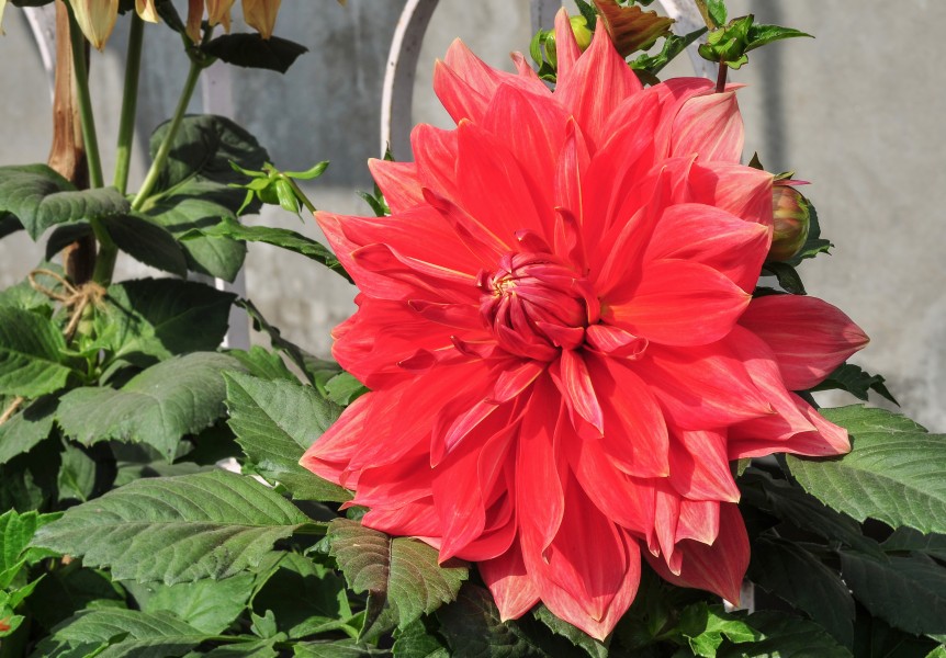 Dahlia 19012015 (2)