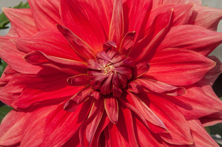 Dahlia 19012015 (3)
