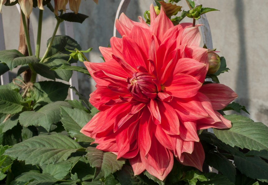 Dahlia 19012015 (4)