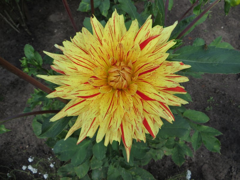 Dahlia 'Biedermannsdorf' 01