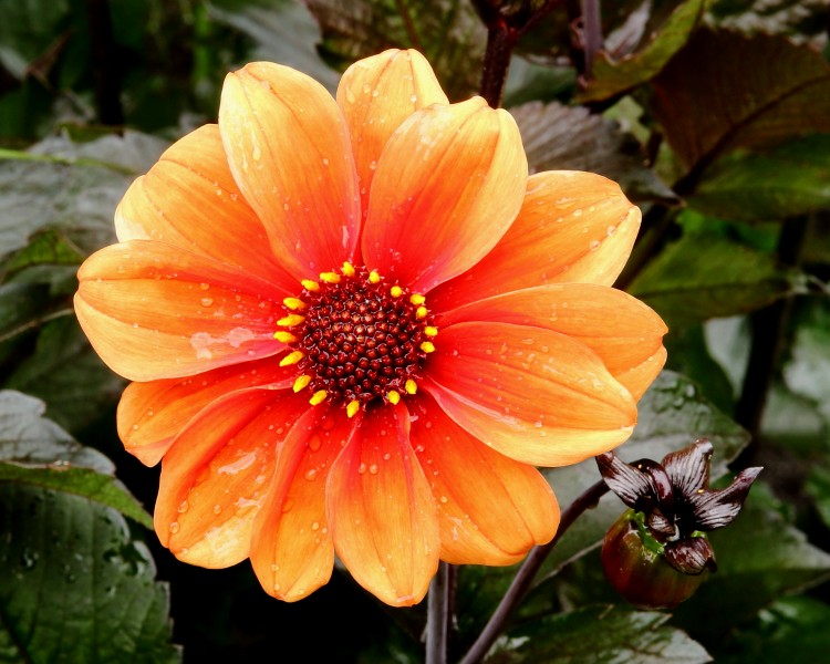 Dahlia 'Catherine-Deneuve' 01