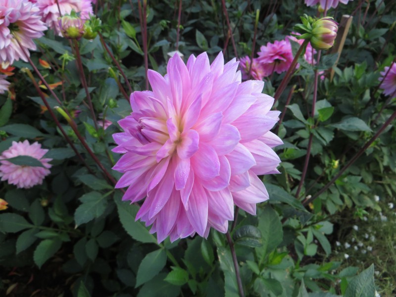 Dahlia 'Delilah' 01