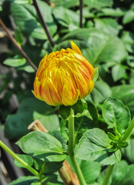 Dahlia 'Harlequin' flowerbud 09012015