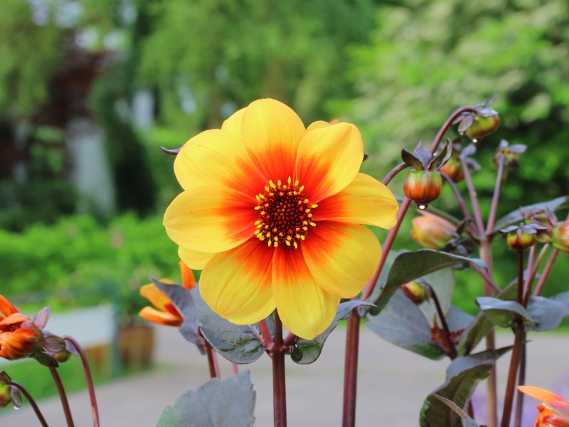 Dahlia 'Moonfire'.