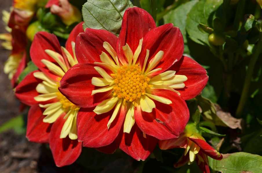 Dahlia 'Starsister Scarlet and Yellow' Flowers