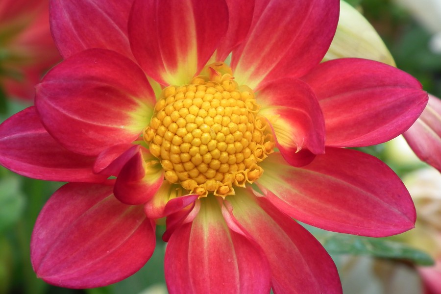 Dahlia at lalbagh flower show 7186