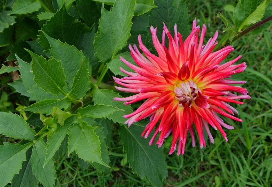 Dahlia FR 2014