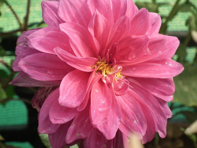 Dahlia from lalbagh 1933