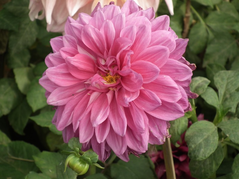 Dahlia from lalbagh 1943