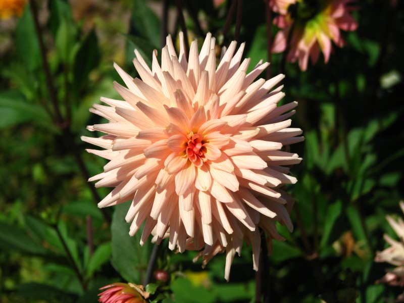 Dahlia hybr. (apricot colouring) 03