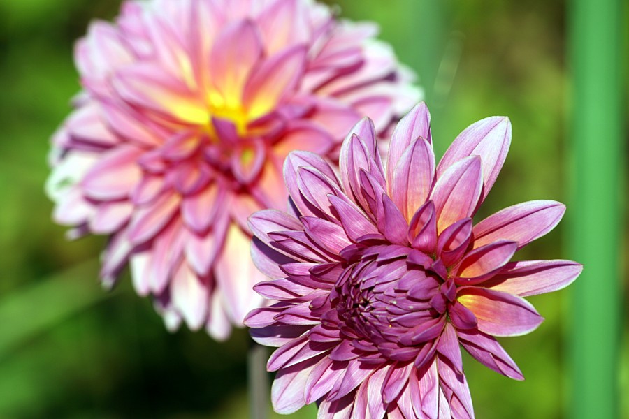 Dahlia IMG 7675