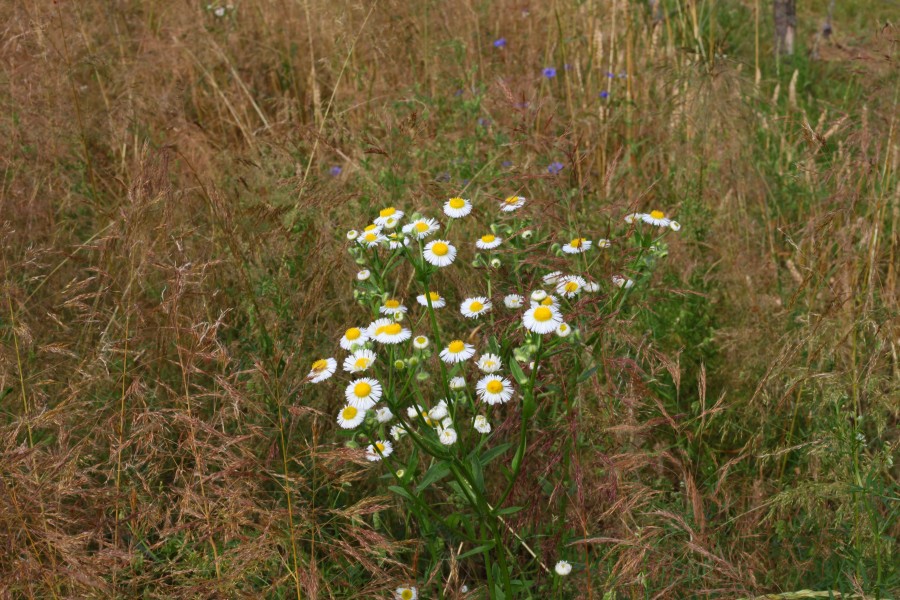 Daisy flowers