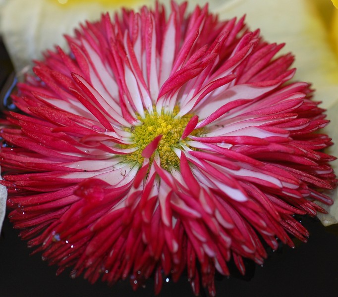 Daisy Bellis perennis 'Habanero Red' Flower 2013px
