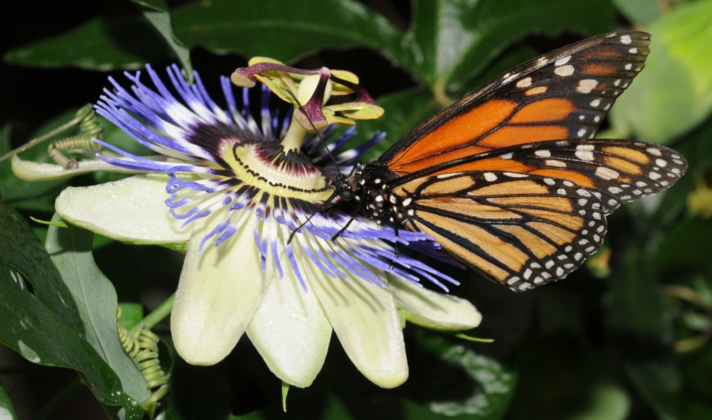 Monarch butterfly on a flower Danaus plexippus (7)