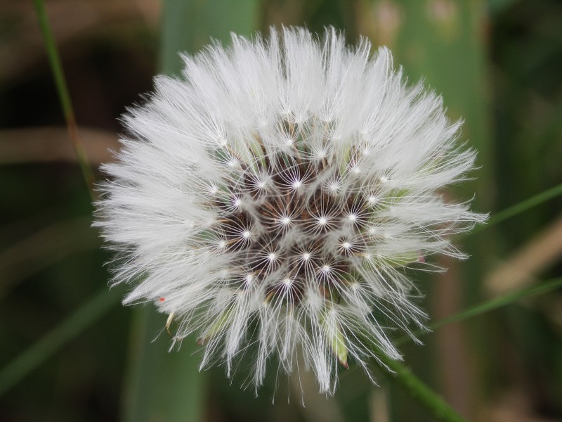Dandelion clock-2