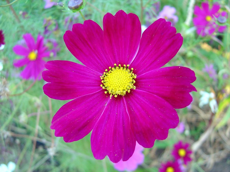 Dark pink cosmos flower