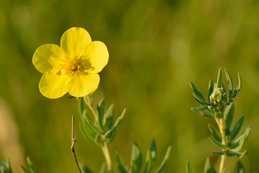 Dasiphora fruticosa - põõsasmaran