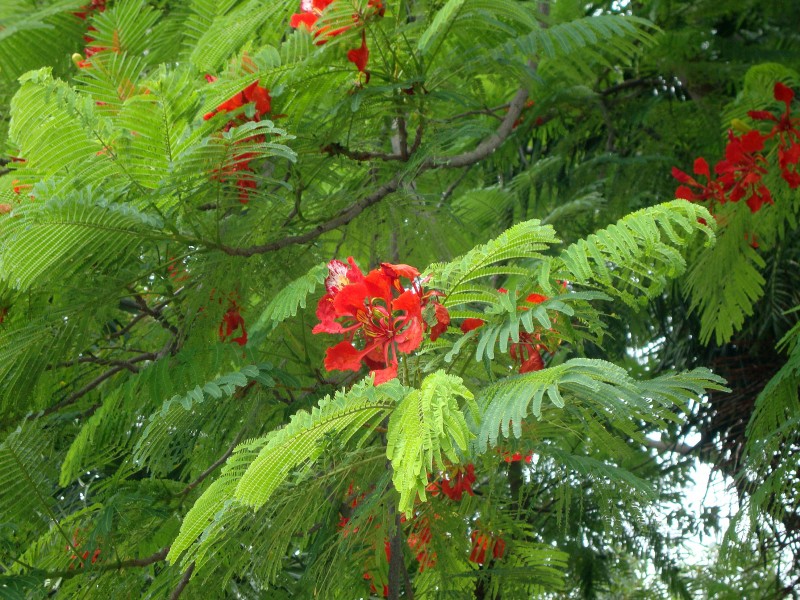 Delonix regia 03