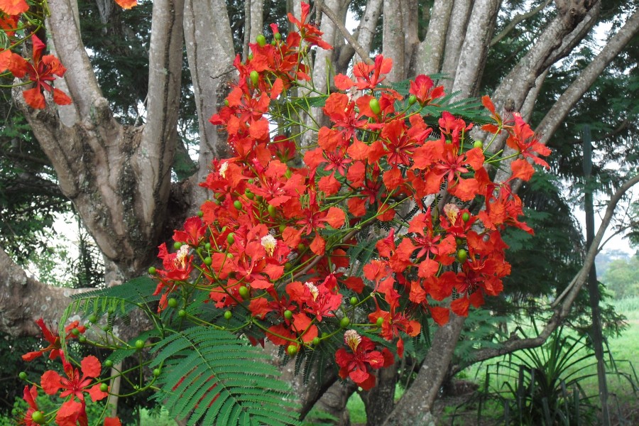 Delonix regia (Flanboyant tree).Ghana