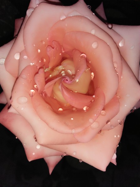Dewdrops On garden flowers