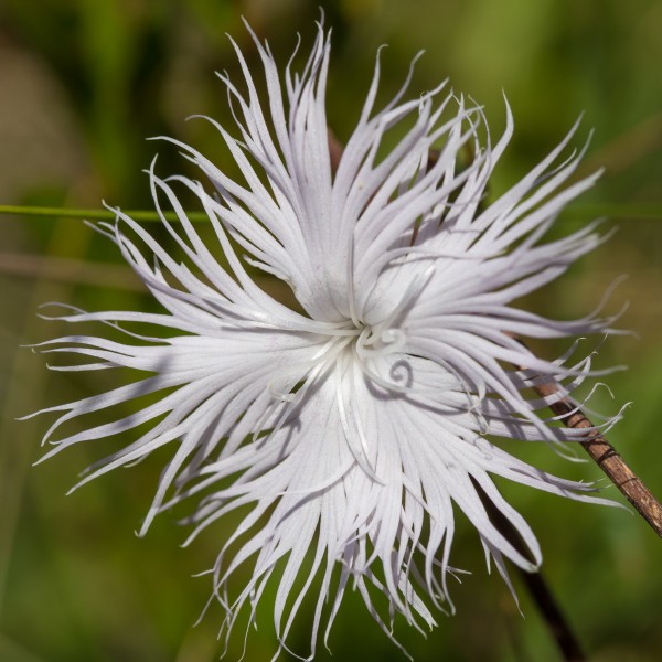 Dianthus 1