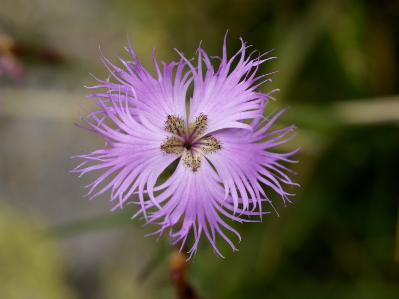 Dianthus hyssopifolius 2