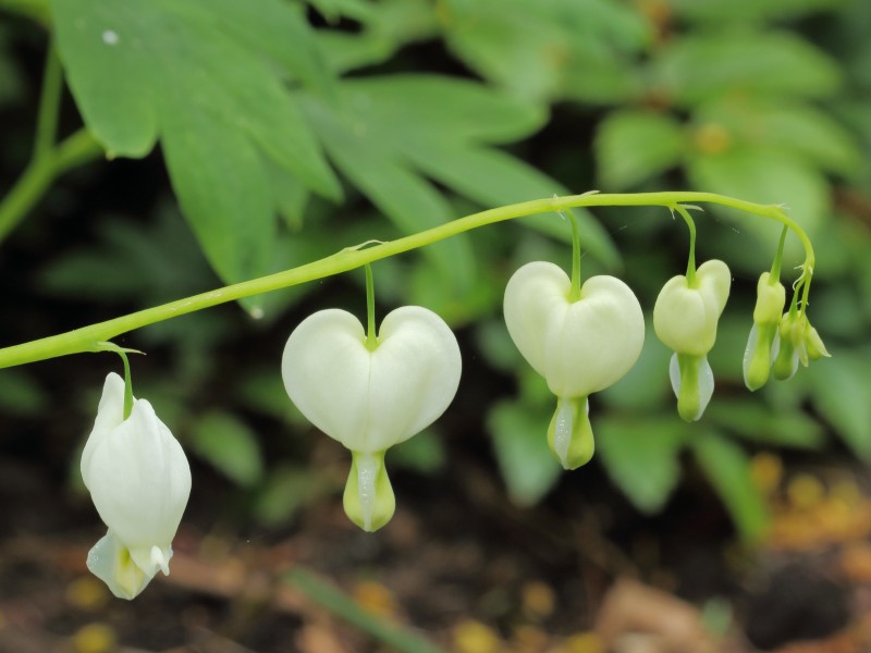 Dicentra spectabilis 02