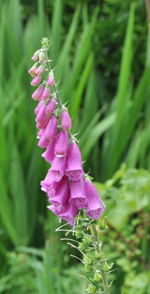 Digitalis R04