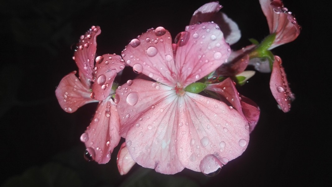 Dimond on flower