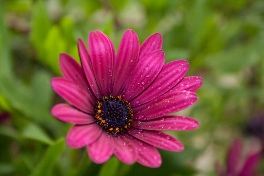 Dimorphotheca ecklonis flower (16749142373)