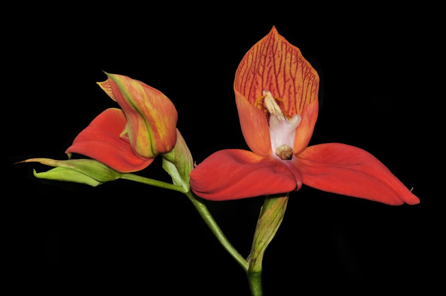Disa uniflora (Peter Jonas Bergius 1767)