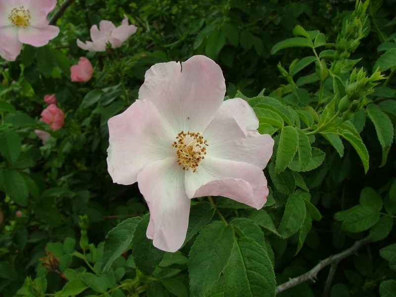 Dog Rose Nataf 02