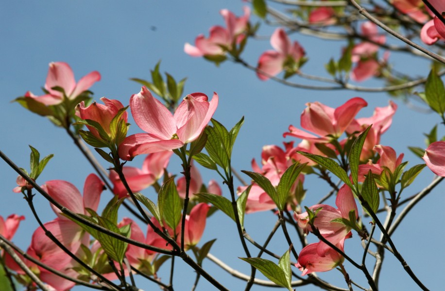 Dogwood branches