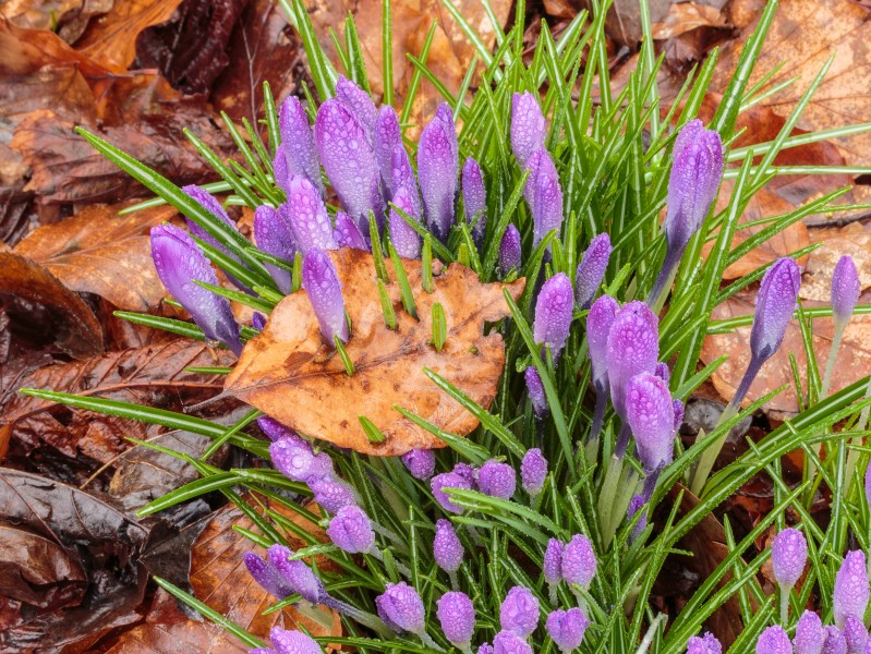 Door beukenblad gegroeide Krokus (Crocus) 02
