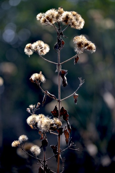 Dry Flower of Common Floss