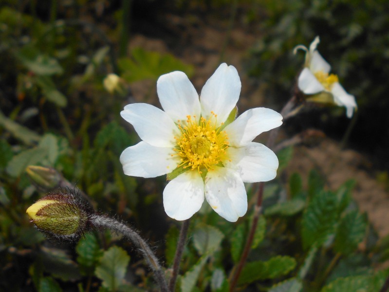 Dryas octopetala 2016-05-09 9907