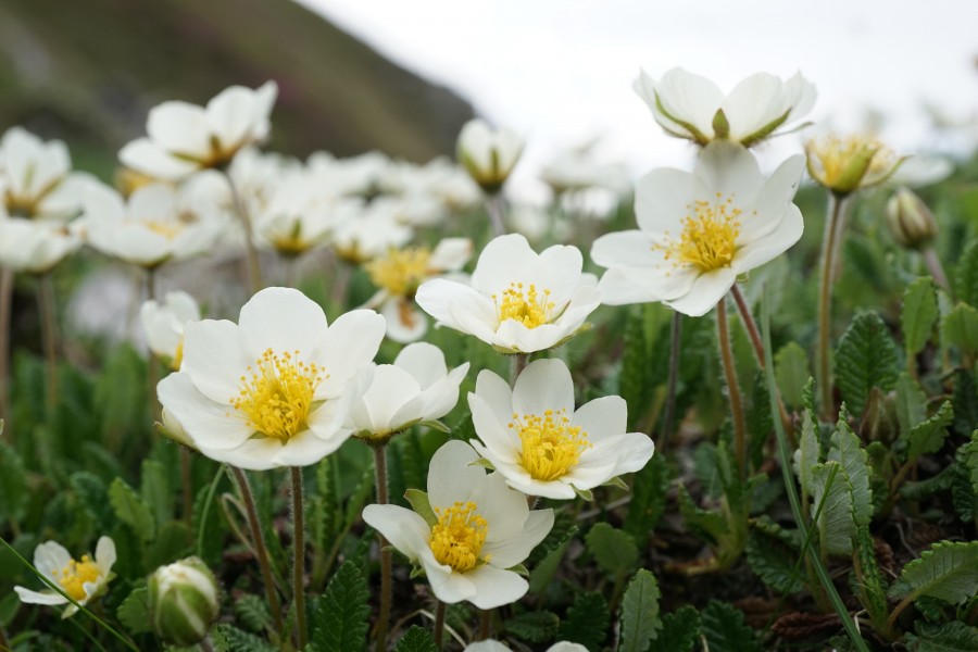 Dryas octopetala (41907904865)