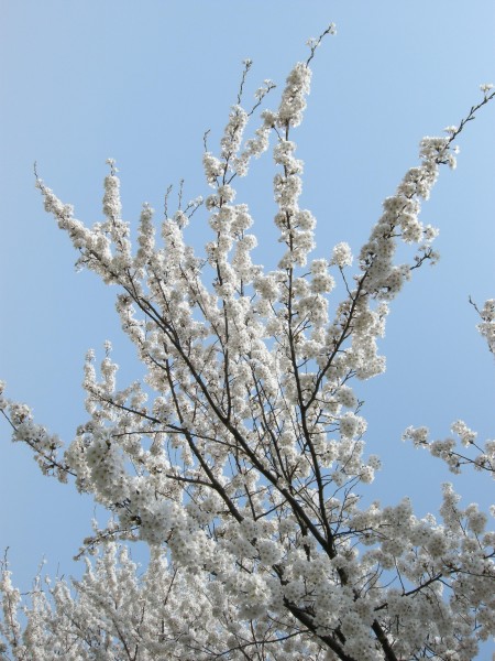 DSCN2531 (3455428134)