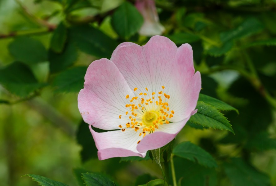 Duinroos (Rosa pimpinellifolia). Locatie. Nationaal Park Lauwersmeer 01