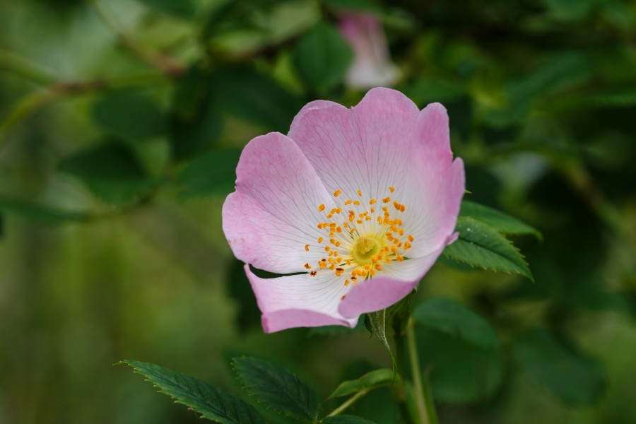 Duinroos (Rosa pimpinellifolia). Locatie. Nationaal Park Lauwersmeer 02