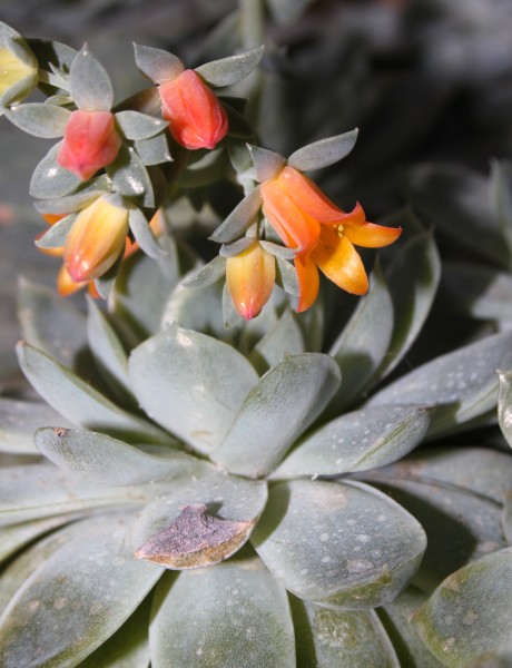 Echeveria-elegans-rose