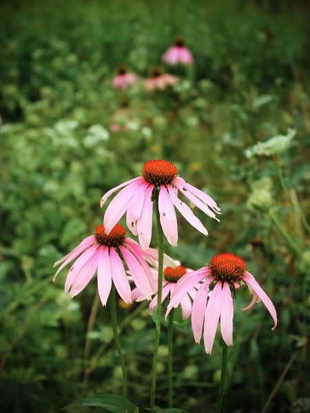 Echinacea purpurea (15101512156)