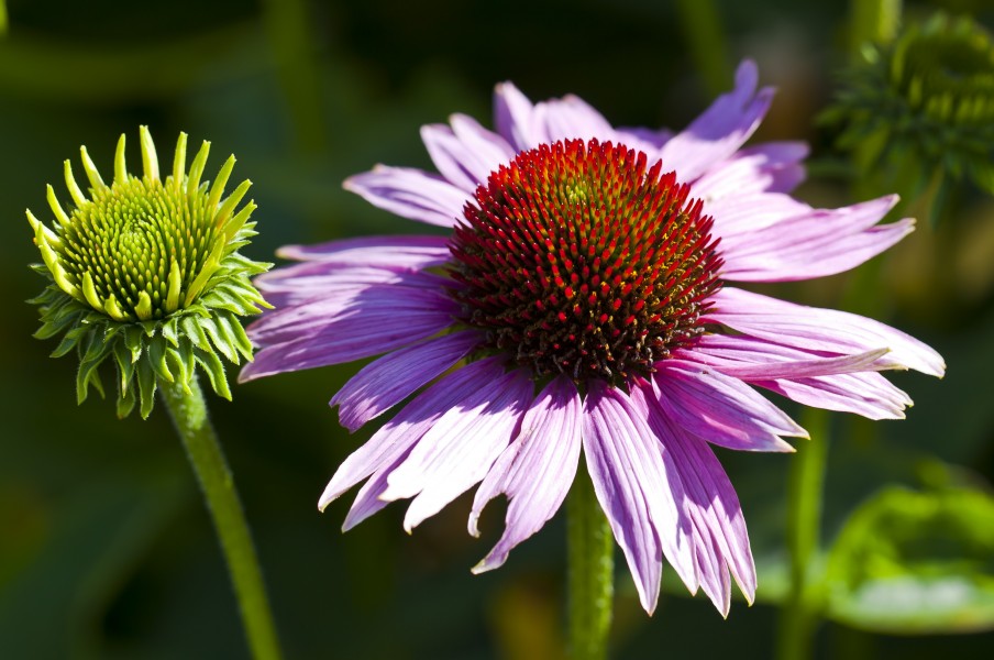 Echinacea purpurea, jardín botánico de Tallinn, Estonia, 2012-08-12, DD 01