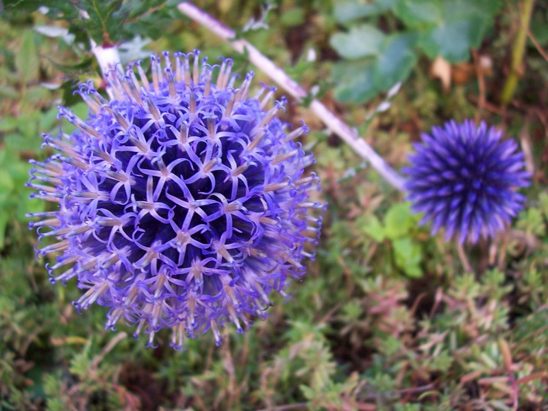 Echinops Ain France