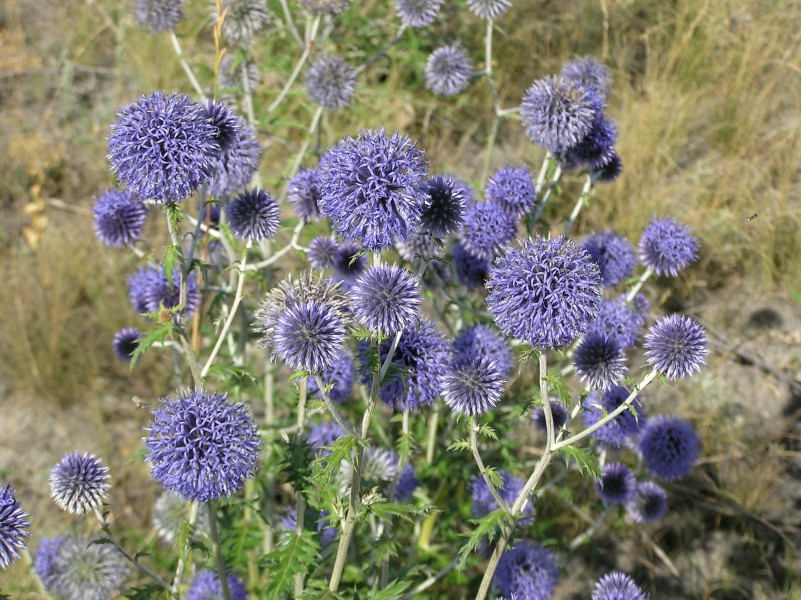 Echinops ruthenicus (in habitat) 5