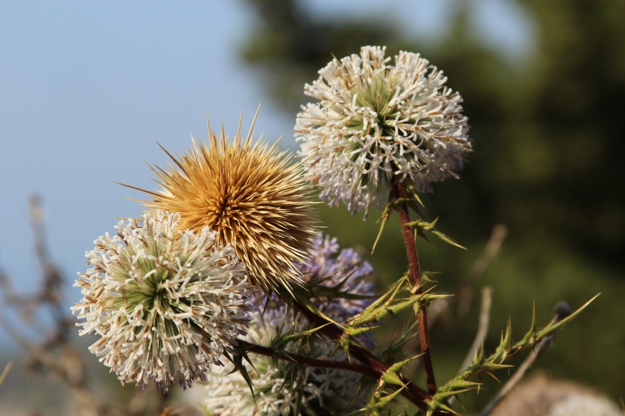 Echinops spinosissimus (KPFC) 04