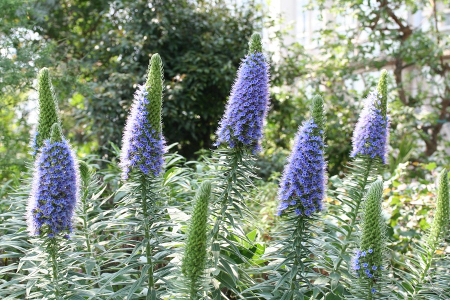 Echium candicans JPG02
