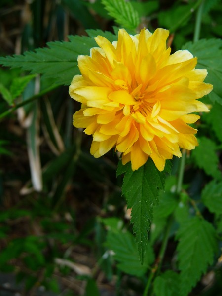 Einzelne Blüte Kerria japonica