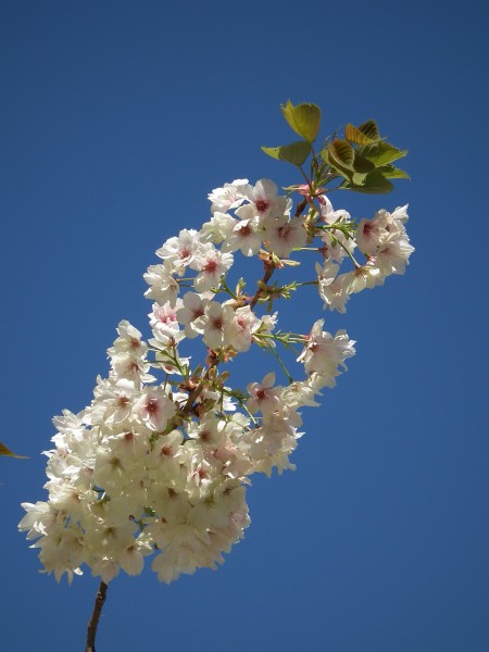 Einzelner Blütenzweig vor strahlend blauem Himmel